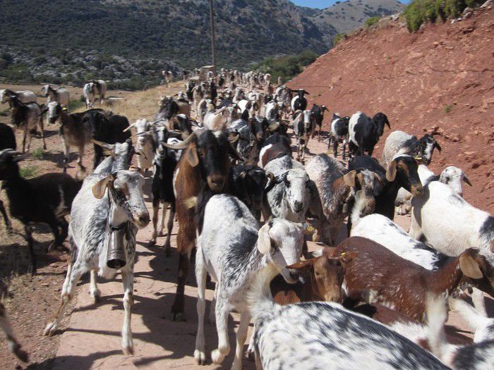 VILLALUENGA DEL ROSARIO CON LOS GANADEROS